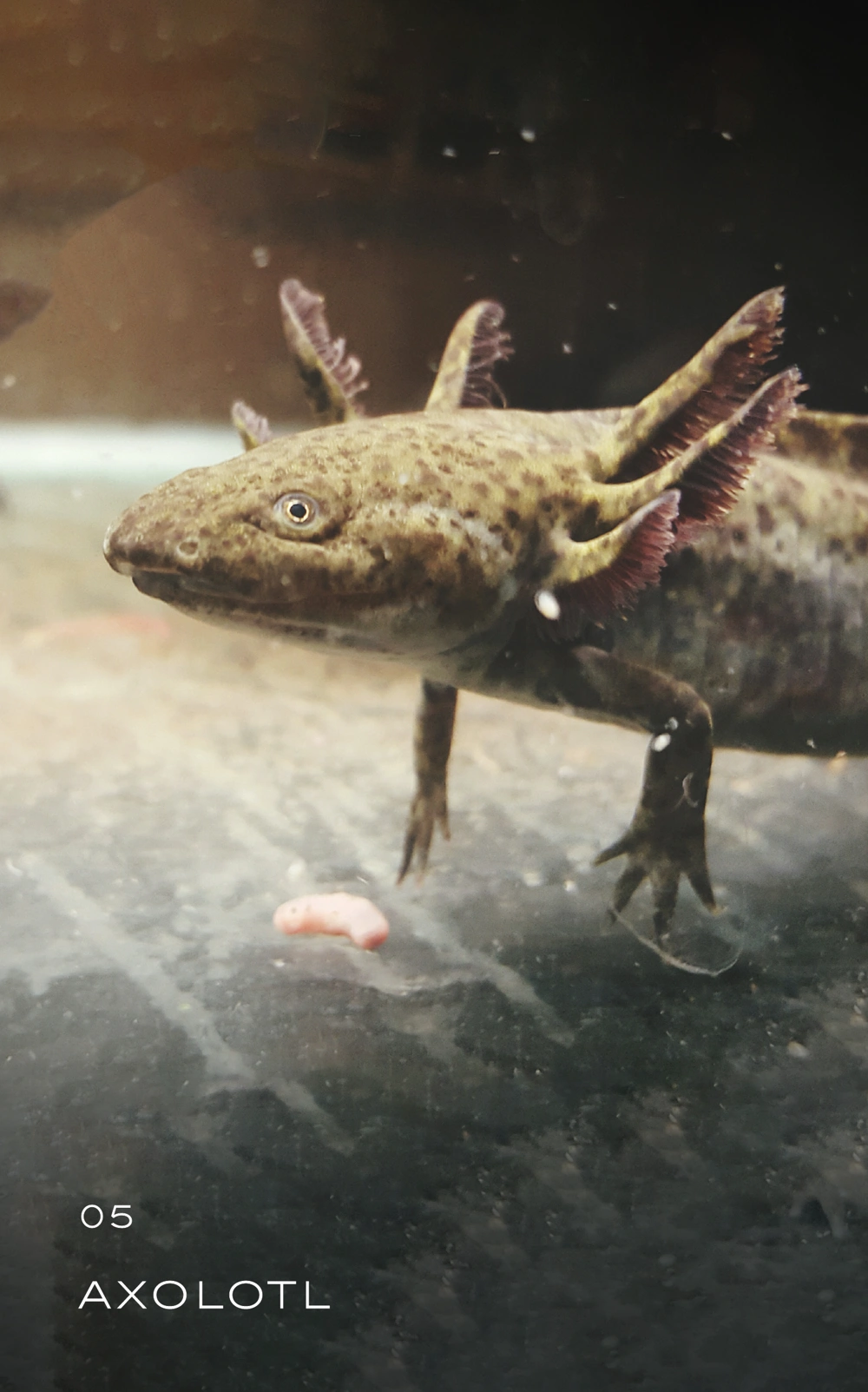 axolotl