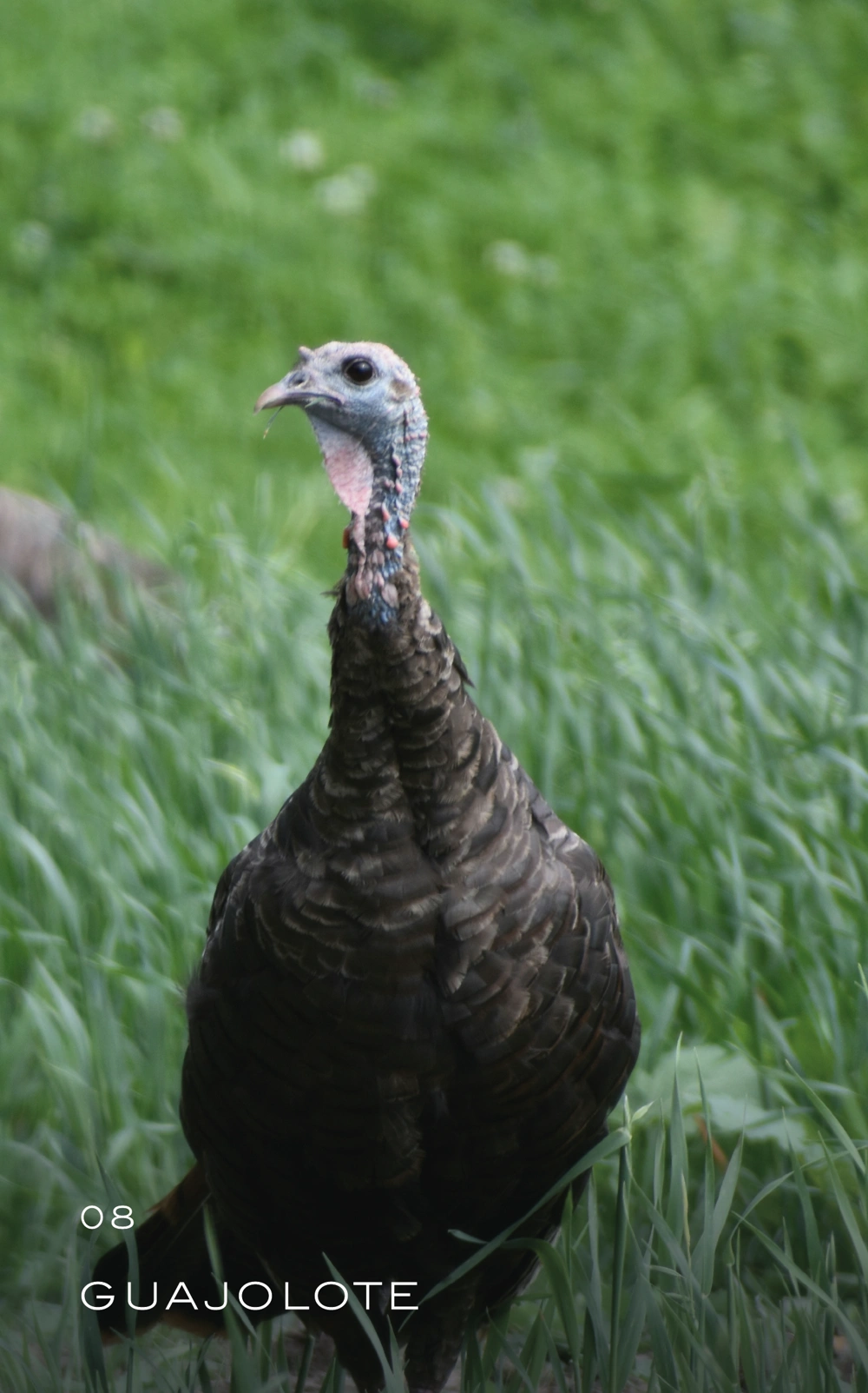 guajolote