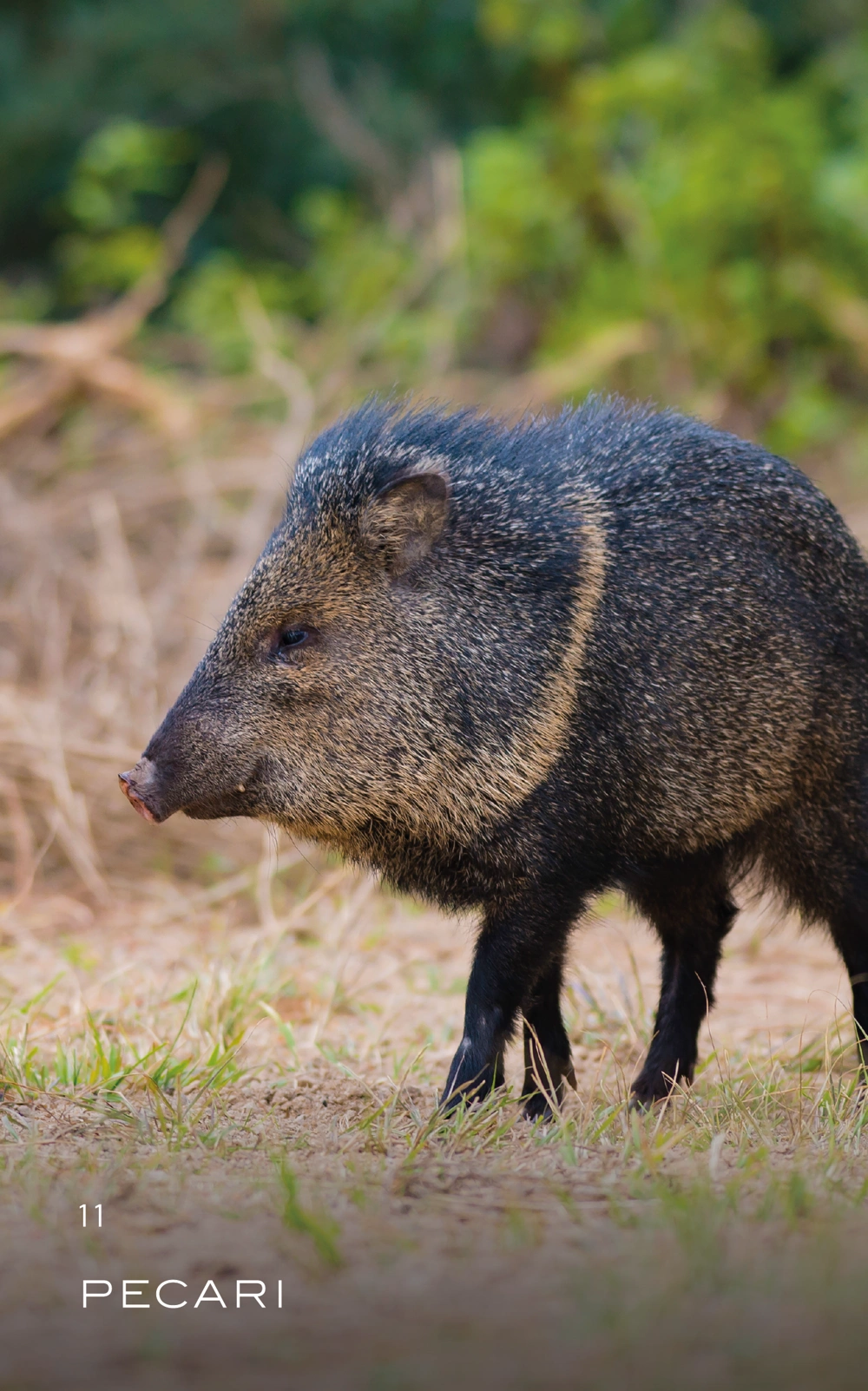 pecari