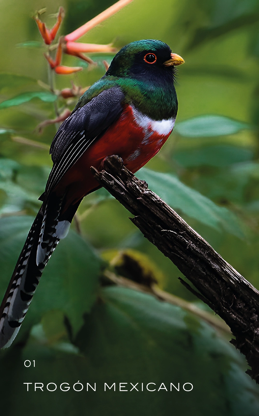 trogon-mexicano