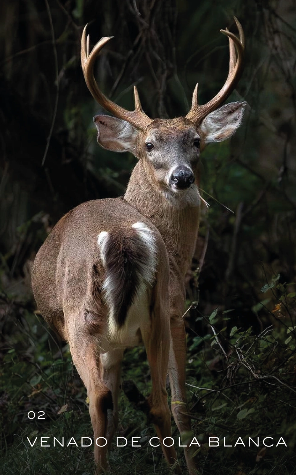 venado-cola-blanca